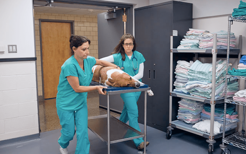 vets rushing down hall with dog