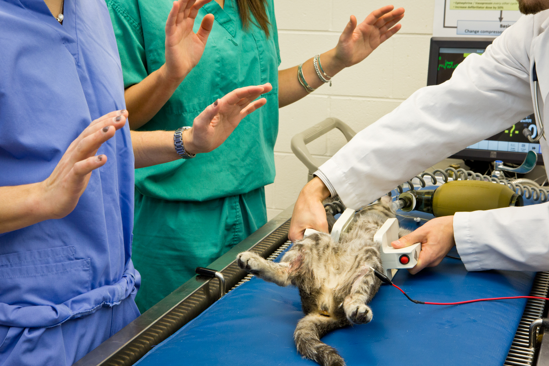 vets using defibrillator on cat