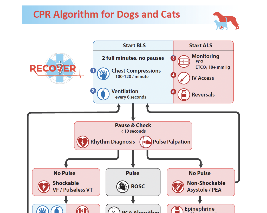 CPR Algorithm for Dogs and Cats
